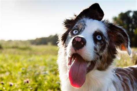 Cómo saber si un Border Collie es de raza pura Border Collie