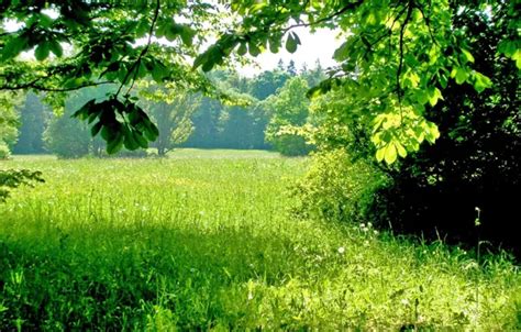 Wallpaper Greens Summer Grass Trees Shadows Sunny Day For Mobile