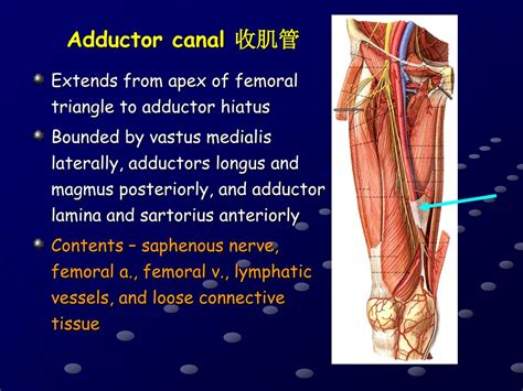 Ppt The Anterior And Medial Regions Of The Thigh Powerpoint Presentation Id9213222