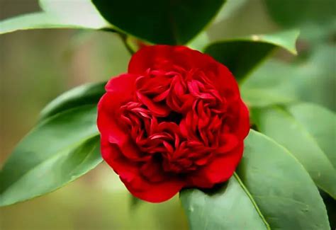 Professor Sargent Camellias For Sale Online The Tree Center