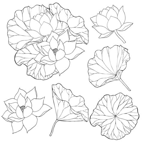 Set Of Vector Hand Drawn Lotus Flowers And Buds Huge Leaves Black Line Art Illustration