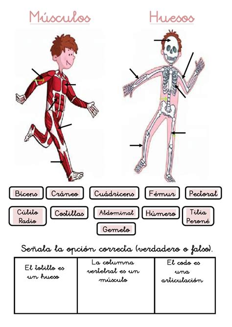 Ficha de HUESOS Y MÚSCULOS