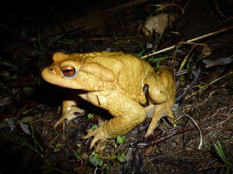 Biodivsone Fiche Crapaud Commun Bufo Bufo