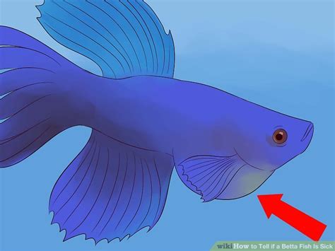 6 Ways To Tell If A Betta Fish Is Sick Wikihow