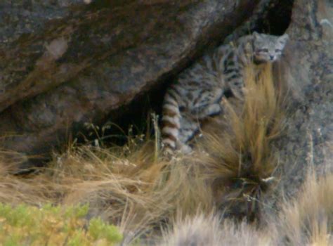 Gato Andino El Felino M S Amenazado De Am Rica Diario El America