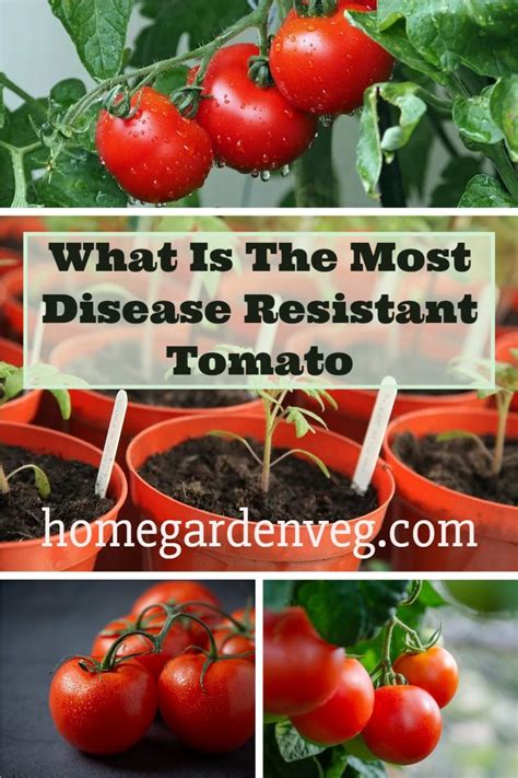 17 Best Disease Resistant Tomato Varieties