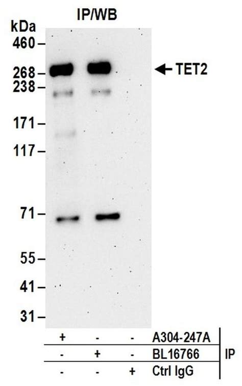 Tet2 Polyclonal Antibody A304 247a