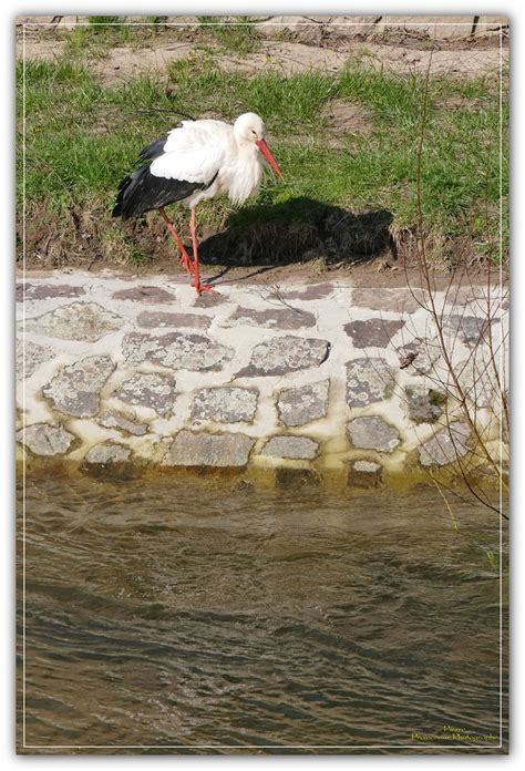 Au Bord De L Eau Bord De La Fecht Ostheim F Alsace Pierre