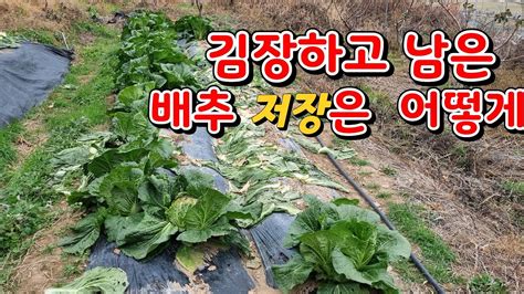 김장 후 남은배추 보관법 겨울철배추보관 김장 여수마케팅농부 Youtube