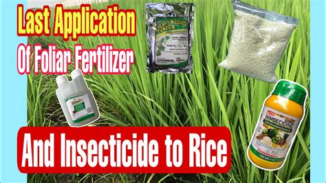 The Last Application Of Foliar Fertilizer And Insecticide To Rice Youtube