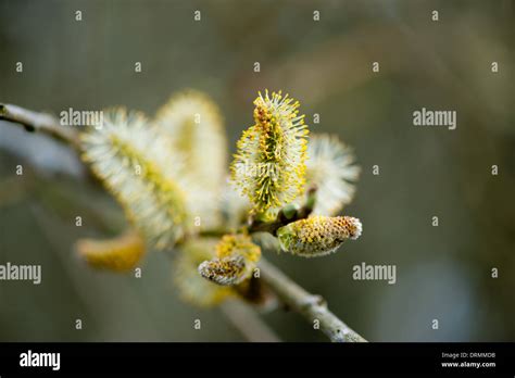 Pussy Willow Branches With Green Background Stock Photo Alamy