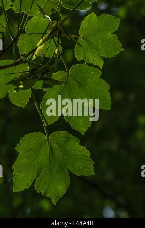 Sycamore Sicomoro Erable Arce Bergahhorn Berg Ahorn Cuerno Acer