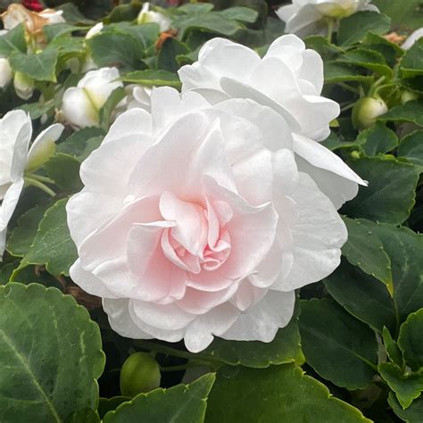 Silhouette® Appleblossom Double Impatiens Plant | GrowJoy