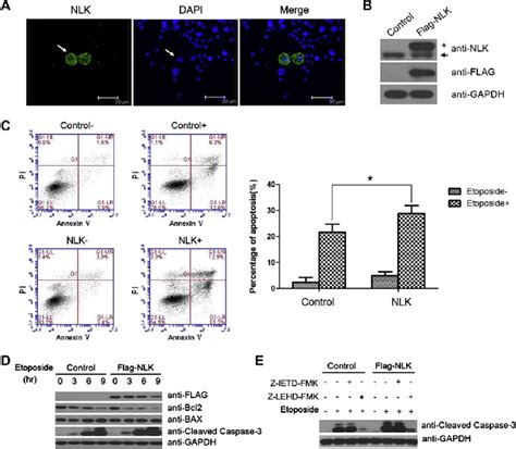 Ectopic Expression Of Nlk In Gc Cells Leads To An Increase In