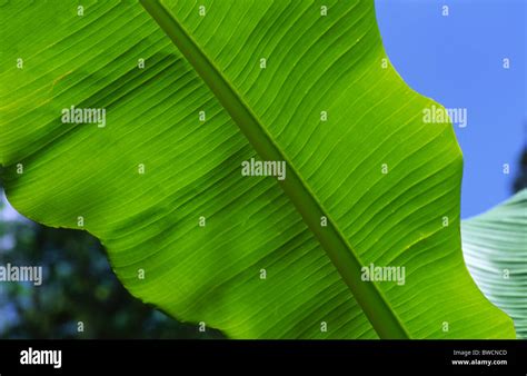 Bannana Plant Hi Res Stock Photography And Images Alamy