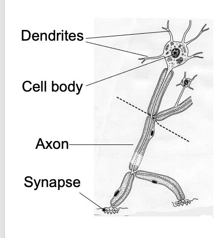 Neuroscience An Introduction To Neurons Glial Cells Synapses And