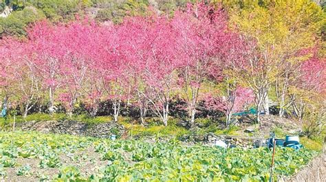 台東達瑪娜櫻花季 春遊兼買菜 地方新聞 中國時報