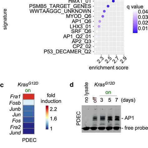 Ap 1 Transcription Factors Are Linked To Oncogenic Kras In Murine Download Scientific Diagram