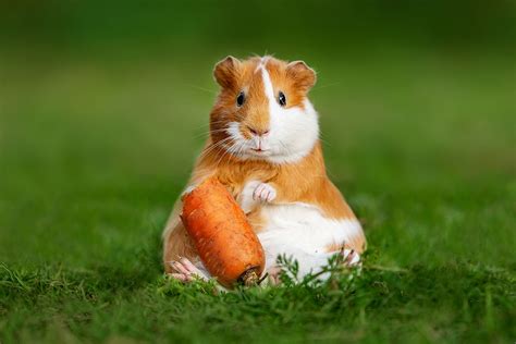 Blog How To Treat And Prevent Bloating In Guinea Pigs