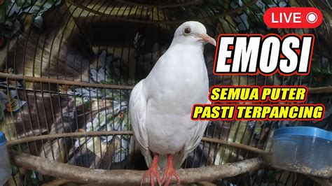 SUARA MERDU Puter PUTIH Mata Merah Gacor Mastering Anggungan JOSS