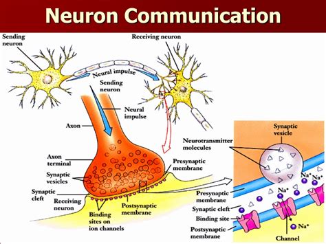 PPT Chapter 2 Pt 1 Biology Neurons And Brain Imagery PowerPoint