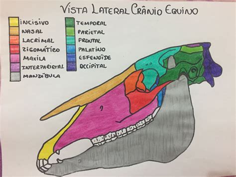 vista lateral do crânio equino Anatomia Animal Básica Anatomia