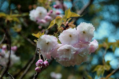 Fleurs Arbre Direction G N Rale De Photo Gratuite Sur Pixabay Pixabay