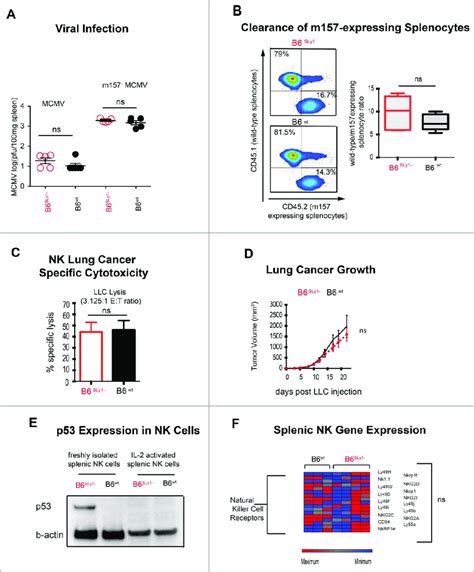 Phenotype Of Activated B Sly And B Wt Nk Cells A Mcmv And M