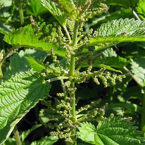 Grote Brandnetel Urtica Dioica Bio Zaad