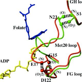 Structural Overview Of E Coli DHFR The Ternary Complex With Folate