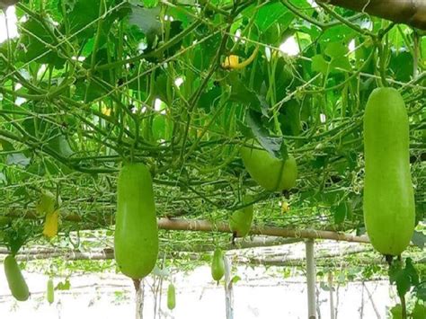 White Gourd Farming জেনে নিন বাড়ির ছাদে চালকুমড়ার সহজ চাষ পদ্ধতি