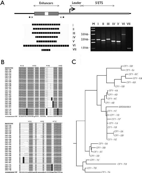 Structure And Sequence Variation In V Rdna A A Generic Rdna Promoter