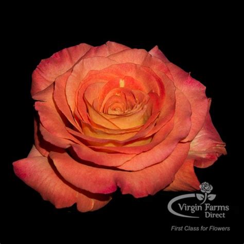 Sunset Garden Rose - Virgin Farms | First Class for Flowers