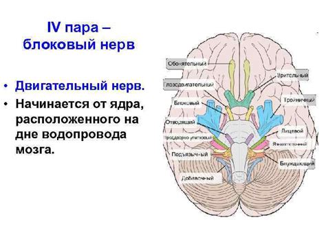 Черепные нервы Лекция 23