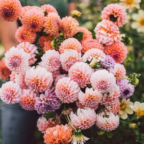 Seasonal Flower Guide — Trademarks Flower Farm