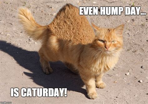 lolcat - Imgflip