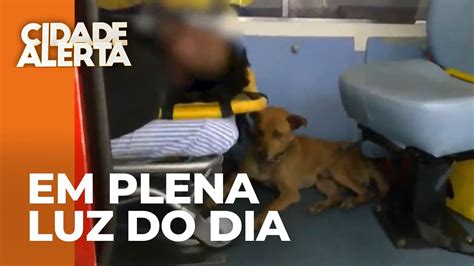 Homem Agredido Em Londrina E O Cachorro Fica Ao Lado Do Dono Durante