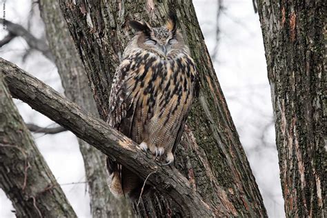 Eurasian Eagle Owl Day 16 Urban Hawks