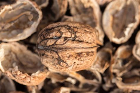 Cracked Walnut Shells With One Complete Walnut In The Middle Pieces Of