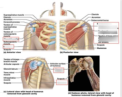 The Shoulder Diagram Quizlet