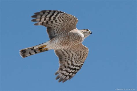 Hawks In Michigan