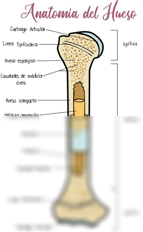 SOLUTION Anatomia Del Hueso Studypool