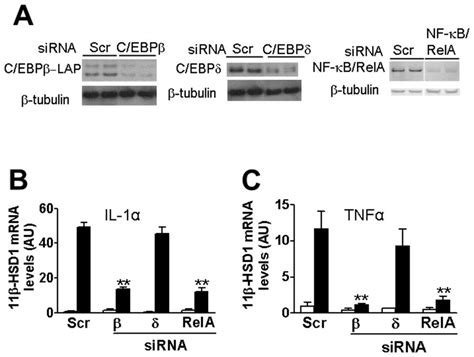 Sirna Mediated Knock Down Of C Ebp Or Nf B Rela Attenuates The