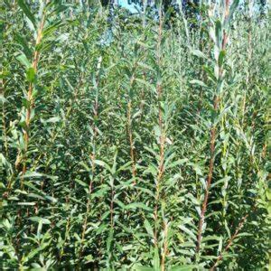 10 Black Willow Cuttings Salix Nigricans Hatton Willow