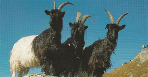 The World In My Mailbox Actually Mailboxes Valais Blackneck Goats