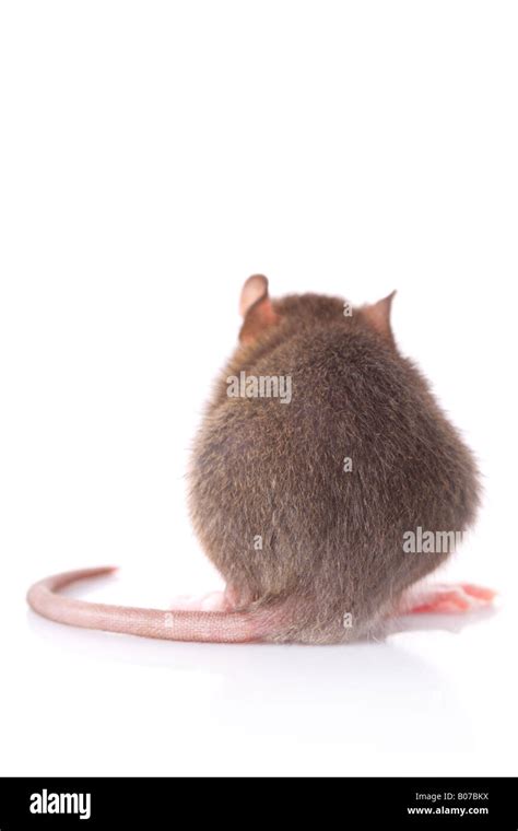 Rat Hi Res Stock Photography And Images Alamy