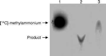 Metabolization Of Methylammonium Thin Layer Chromatography Of