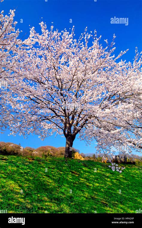 Cherry Blossoms on Tamagawa River Embankment Hamura city Tokyo Japan ...