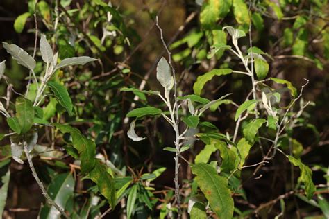 Broad Leaf Star Hair From Parklands QLD 4560 Australia On December 31