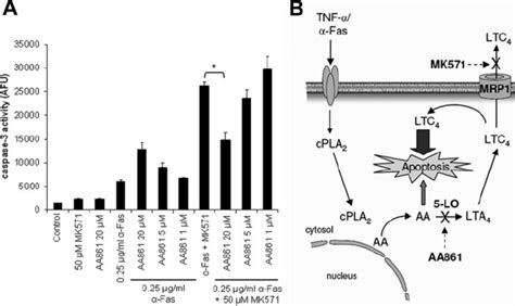 Inhibition Of Leukotriene Synthesis In MK 571 Treated DLD 1 Cells That